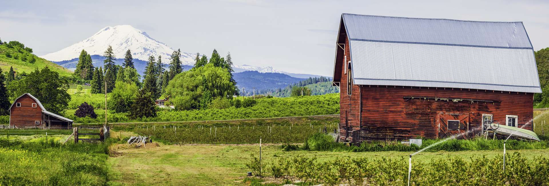 Farm in spring with Mount Rainier in the background.
